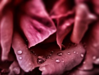 Close-up of pink rose
