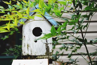 Close-up of bird house with leaves in foreground