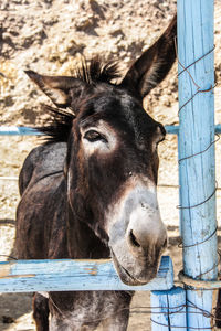 Close-up portrait of horse