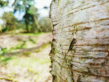 Close-up of insect on tree trunk