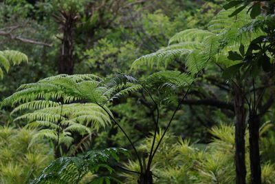 Close-up of fern in forest