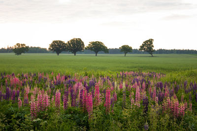 A beautiful summer morning landscape with wild lupines growing in the field. summertime scenery.