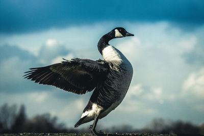 Close-up of bird flying against the sky