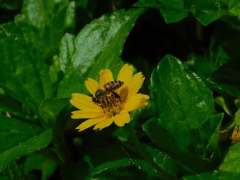 Close-up of insect on yellow flower