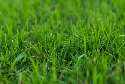 Close-up of grass on field