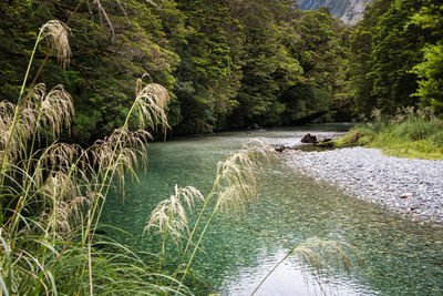 Scenic view of river stream amidst trees in forest