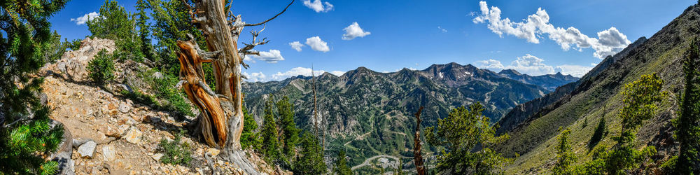 Panoramic view of pine trees and mountains against sky