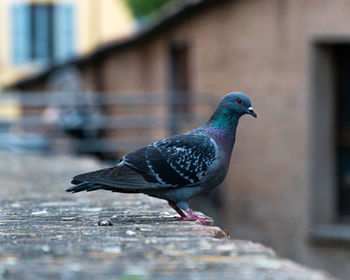 Close-up of pigeon perching on wall