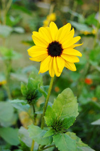 Close-up of yellow flowering plant