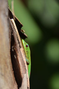 Close-up of lizard on leaf