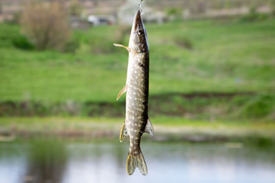 Dead fish on lake