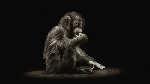 Lion sitting against black background