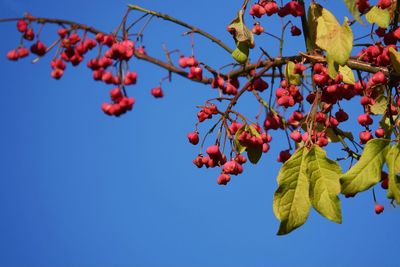 Low angle view of red berries growing on tree against sky