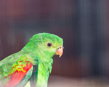 Close-up of parrot in cage
