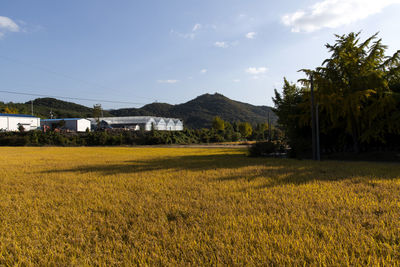 Scenic view of field against sky
