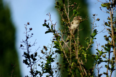 Squirrel on tree against sky