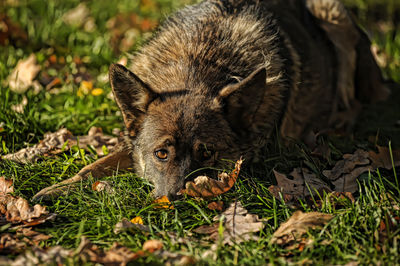 Portrait of an animal on field