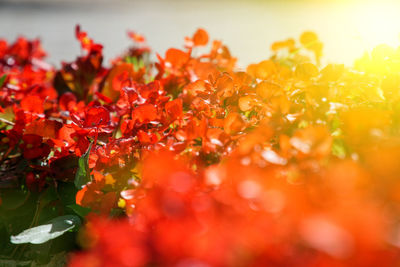 Vibrant red maple tree in autumn sunny day.