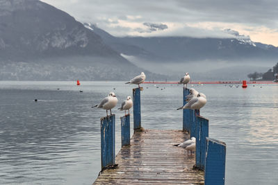 Seagull perching on wooden pier over sea against mountains