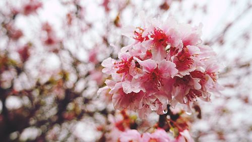 Close-up of pink cherry blossoms in spring