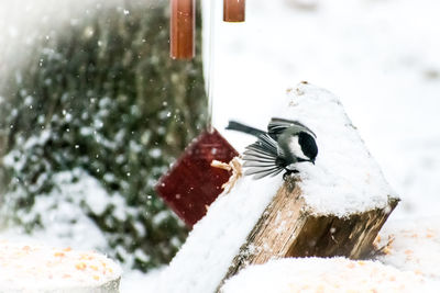 Close-up of ice on snow covered wood