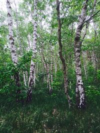 Trees in forest