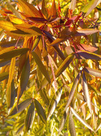 Close-up of yellow leaves on tree