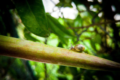 Close-up of insect on leaf