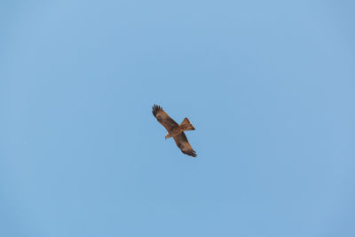 Low angle view of seagull flying in sky