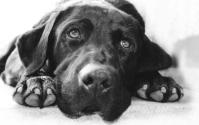 Close-up portrait of black dog