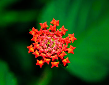 Close-up of red flowering plant