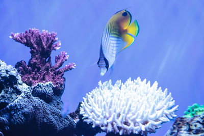 Close-up of fish swimming in sea