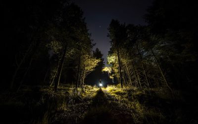 Trees in forest against sky at night