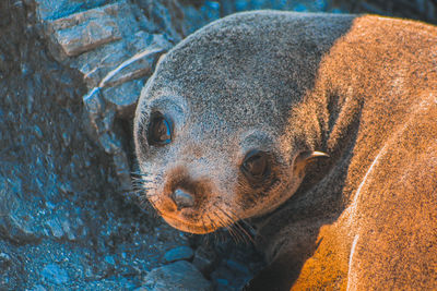 Close-up portrait of seal pup