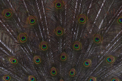 Close-up of peacock feathers 