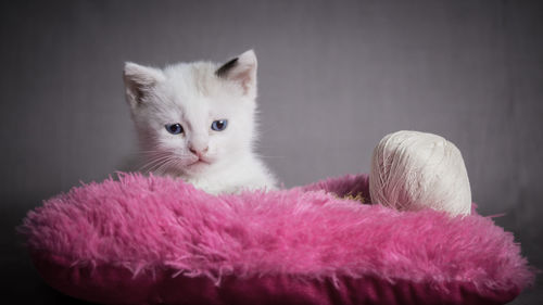 Close-up portrait of a cat