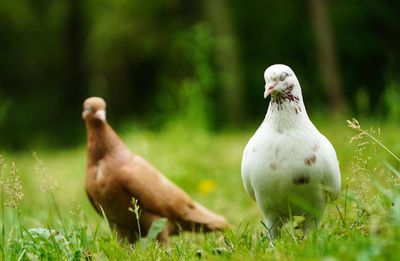 Close-up of birds on grass