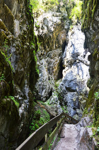 Close-up of plants against trees