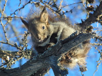 Low angle view of squirrel on tree