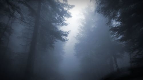 Low angle view of trees in forest against sky