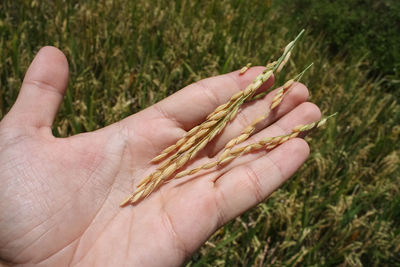 Close-up of hand with rice