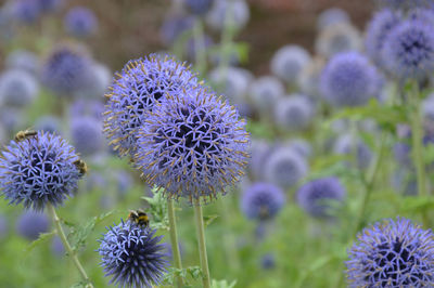 Close-up of purple flowers