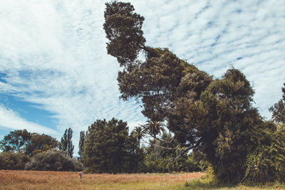 Low angle view of trees on field against sky