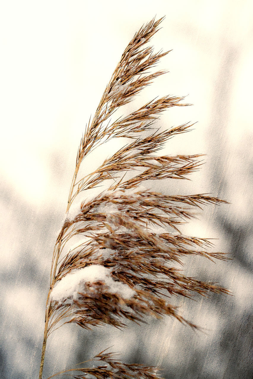 CLOSE-UP OF FEATHER AGAINST THE SKY