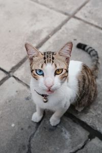 Close-up portrait of tabby cat on footpath