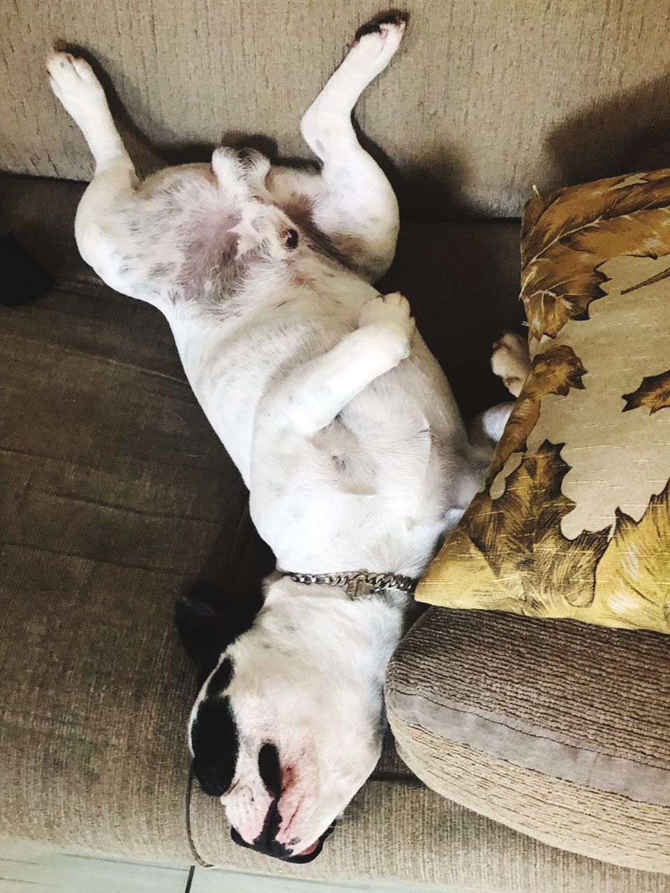 HIGH ANGLE VIEW OF DOG RESTING ON SOFA AT HOME