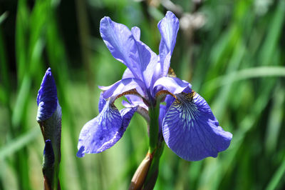 iris