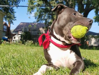 Close-up of dog with ball in mouth on field against sky