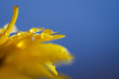 Close-up of yellow flower against blue sky