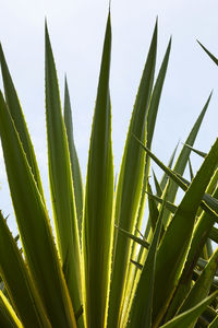 Close-up of plants